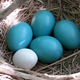Illustration for article titled 3D-Printed Eggs Can Even Fool Wild Birds Into Thinking Theyre Real